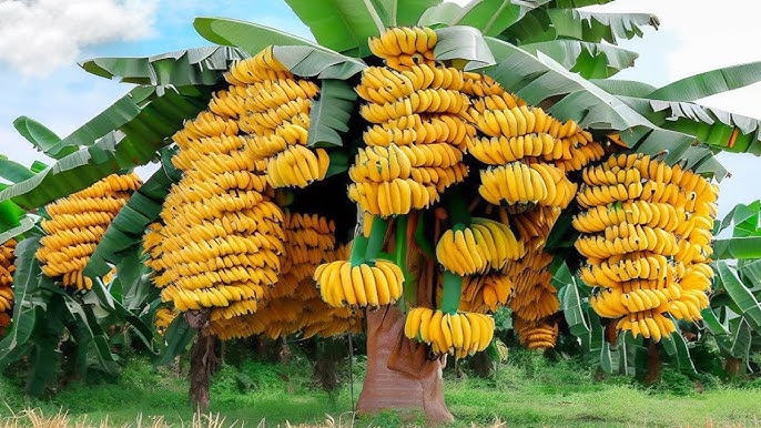 Bananas: Nature’s Energy Bar