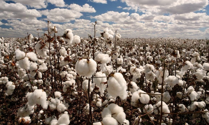 Pakistan Cotton Production Jumps by 71%: PCGA Report