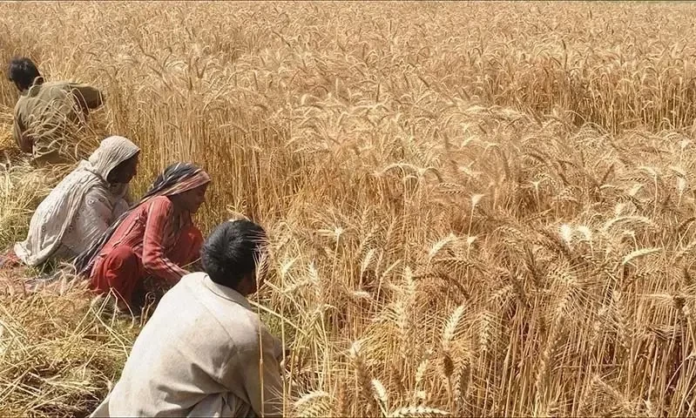 Pakistan Kissan Ittehad to Protest on 10th May Amid Wheat Crisis