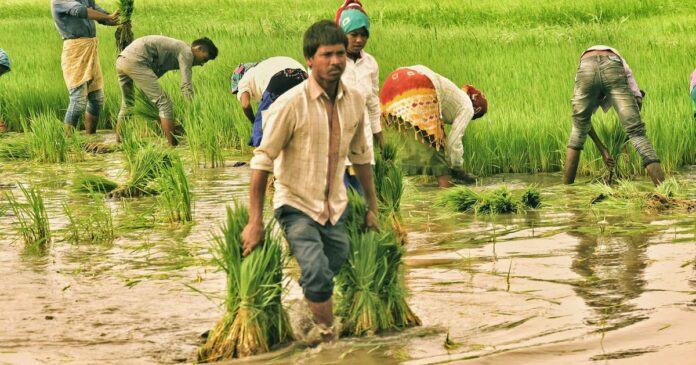 Punjab Aims 5 Million Acres for Paddy to Enhance Rice Exports