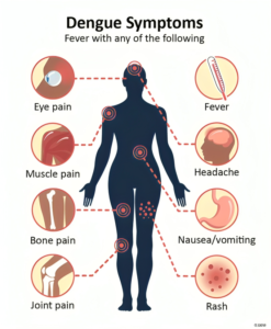 Dengue Fever Alert 2024: Major Cities at Risk - Here's Symptoms and Preventive Measures