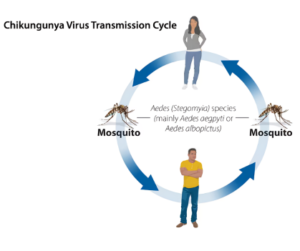 Chikungunya Virus Infection: Symptoms and NIH Public Safety Guidelines