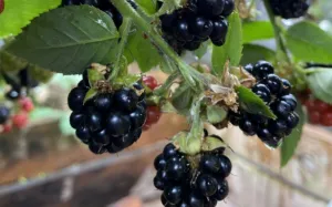 6 Best Anti Aging Foods for Youthful and Radiant Skin at Any Age 1 6 Best Anti Aging Foods for Youthful and Radiant Skin at Any Age