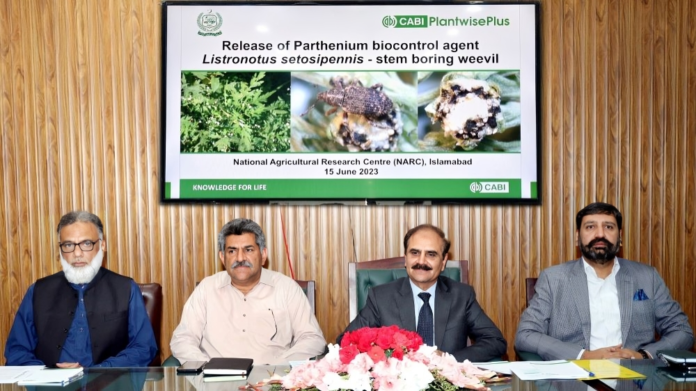 CABI to Import Australian Agriculture Biocontrol Agents for Combating Parthenium Weed