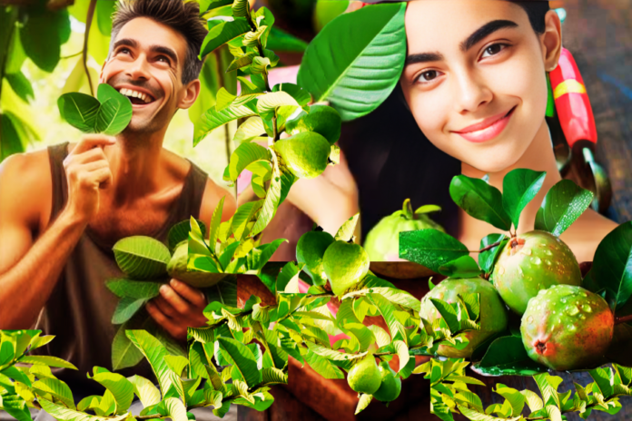 Top 6 Amazing Guava Leaves Chewing Benefits for Better Health