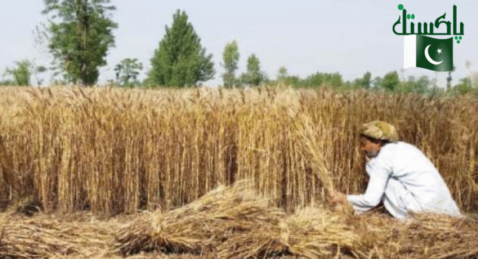 A farmer gathers harvested wheat in a golden field, surrounded by green trees under a clear sky. A Pakistani flag is in the corner.