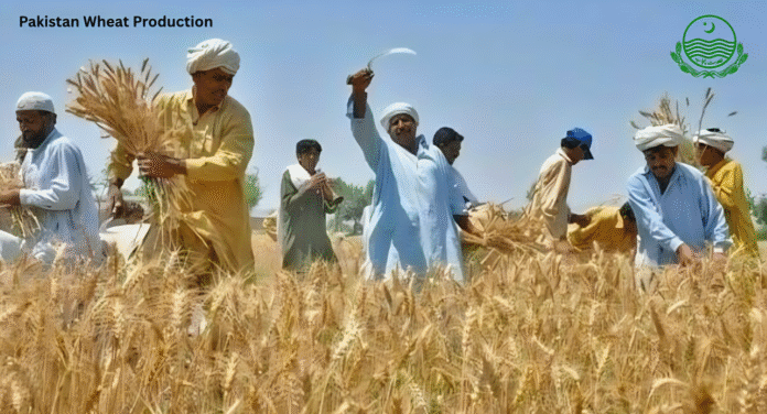 Farmers harvesting wheat in a sunny field, showcasing their traditional practices during the wheat production season in Pakistan.